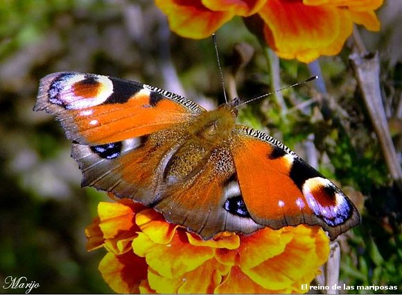 Mariposa naranja