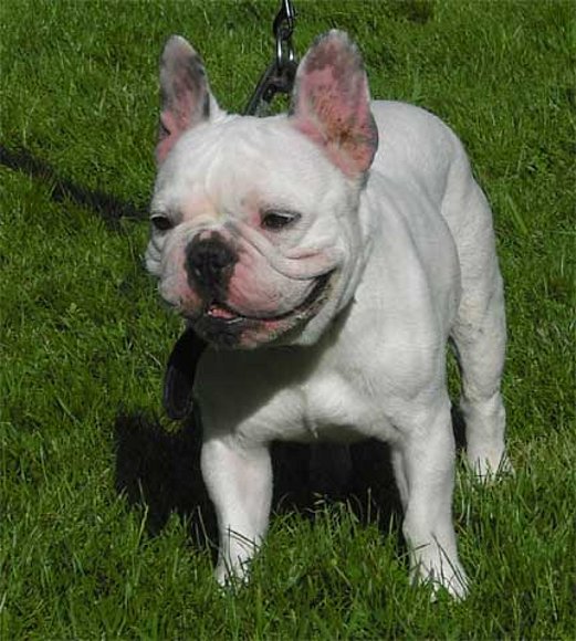 Best Bulldog Frances Blanco  Don t miss out 